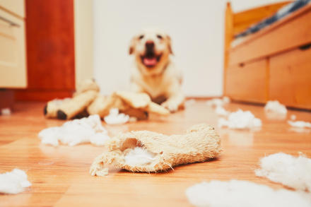 Could your pets be doing something naughty?