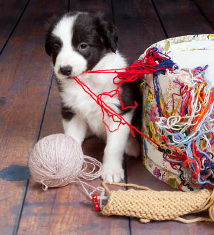 And who knows how the dog is doing...